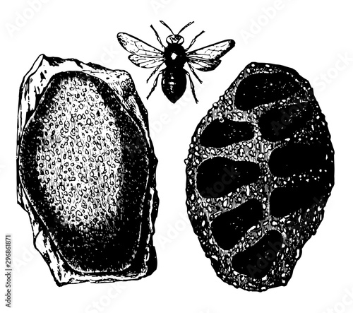 Mason Bee and Nest vintage illustration.