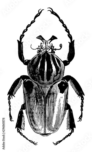 Goliathus Cacicus vintage illustration.