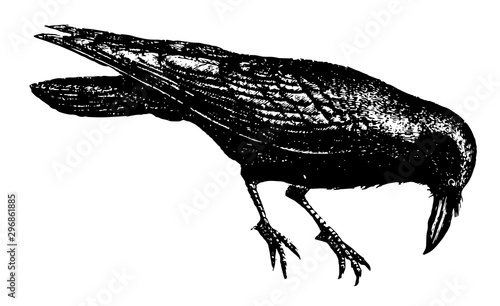 Raven vintage illustration.