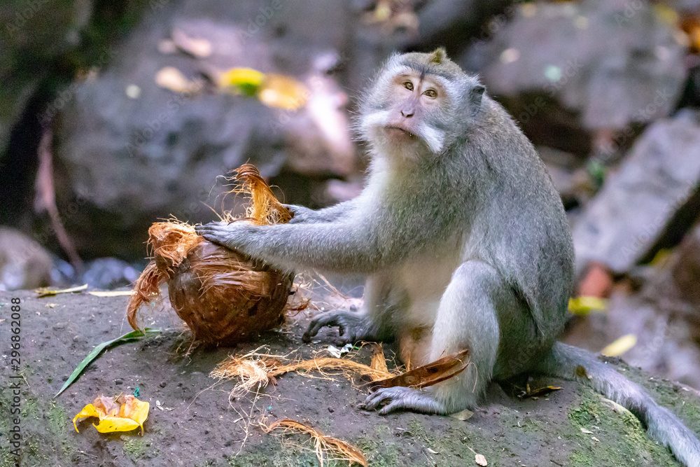 Obraz premium Macaque Monkey with Coconut