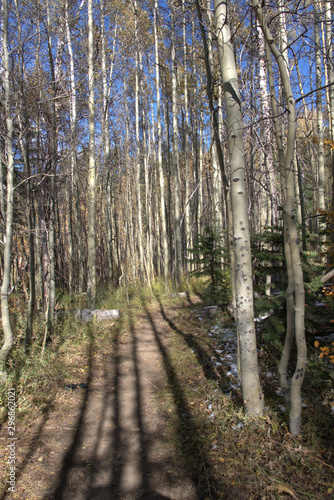 Mountain hiking trail thru a gove of aspen trees after leaves have fallen in early fall.