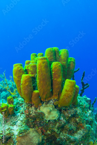 A collection of tube sponge growing out of the reef in the tropical waters of Grand Cayman. These organisms provide structure for marine life to exist in