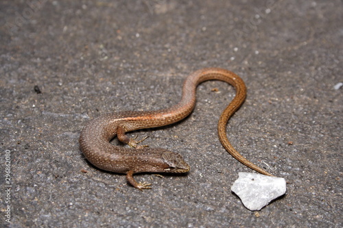 Brown Droptail "Skink" Lizard