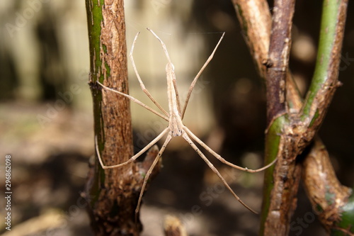 Rufus Net Caster Spider 'Deinopis subrufa' photo