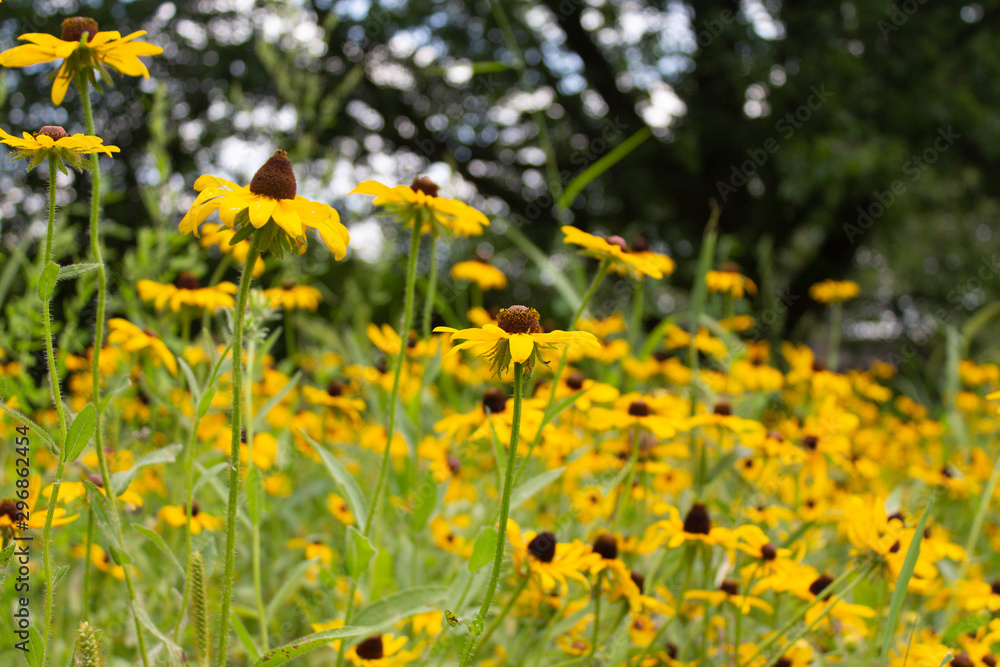 Black Eyed Susans