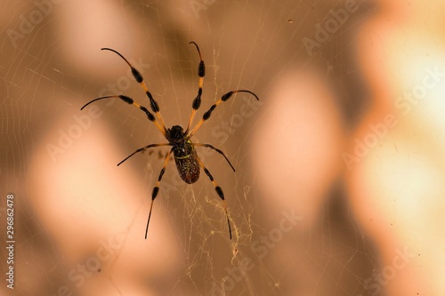 Large spider climbing on a hanging web