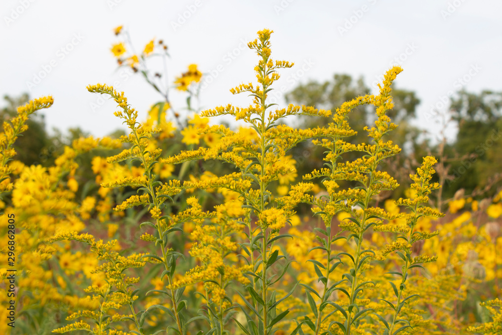 Obraz premium flowers