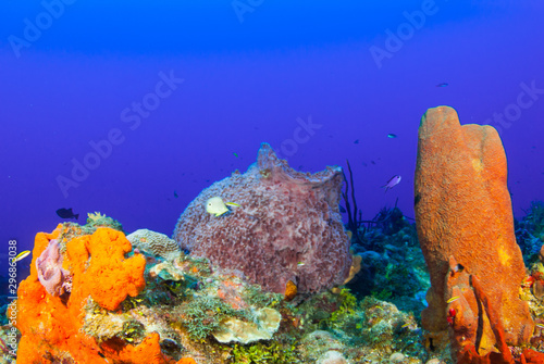 A collection of sponge growing out of the reef in the tropical waters of Grand Cayman. These organisms provide structure for marine life to exist in