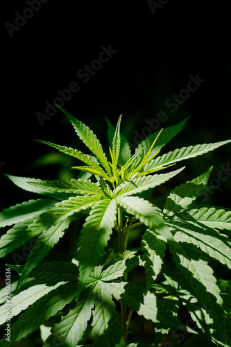 cannabis leaf on green background