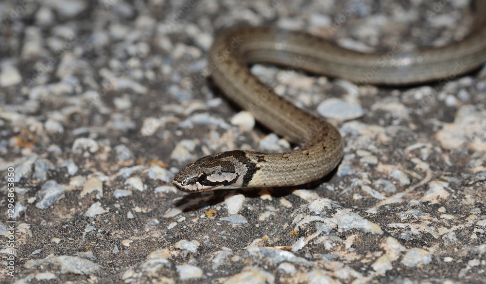 False Smooth Snake ( Macroprotodon cucullatus ) in Spain False Smooth Snake ( Macroprotodon cucullatus ) in Spain