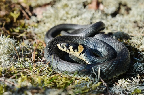 Grass Snake (Natrix natrix) in lichens