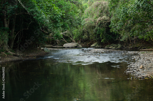 river in the forest