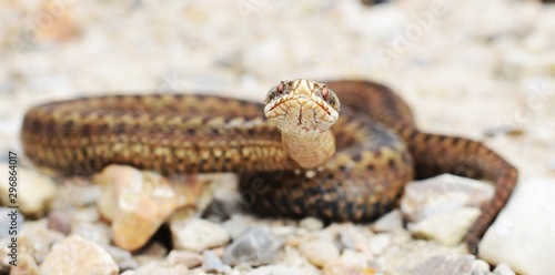 Common European Adder ( Vipera berus ) looking at camera