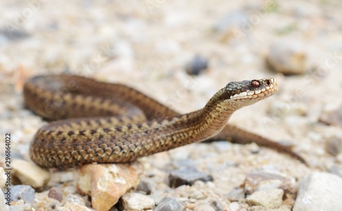 European Common Adder (Vipera berus)