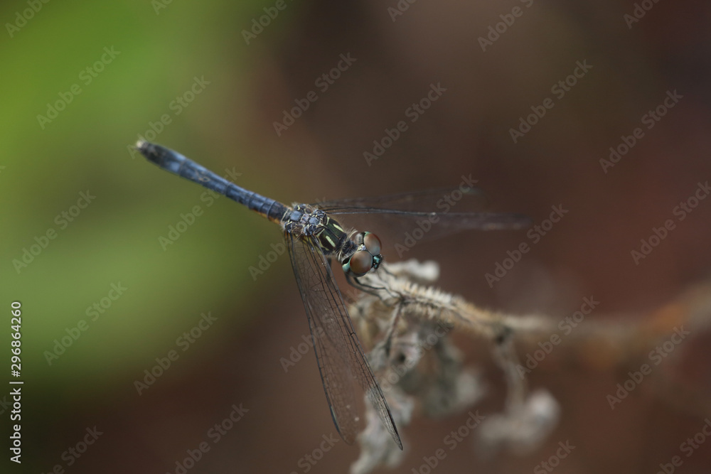 A Dragon fly rest on a branch in the forest A Dragon fly rest on a branch in the forest