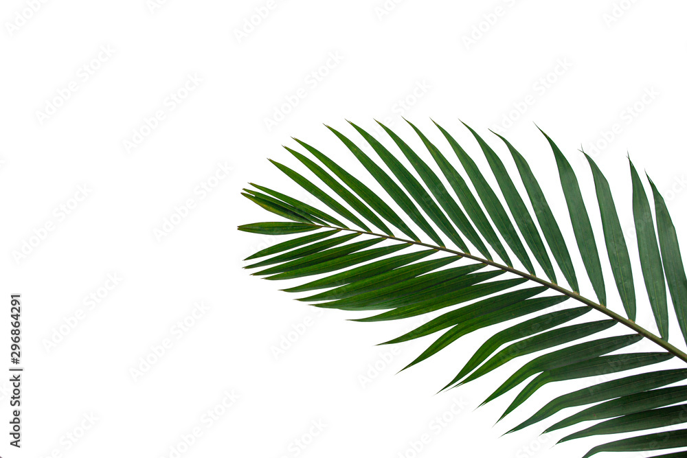 tropical coconut leaf isolated on white background, summer background tropical coconut leaf isolated on white background, summer background