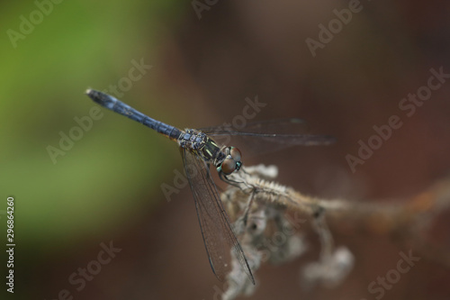 A Dragon fly rest on a branch in the forest
