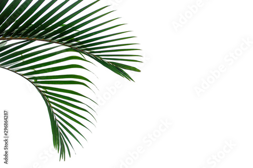 tropical coconut leaf isolated on white background, summer background © Nabodin