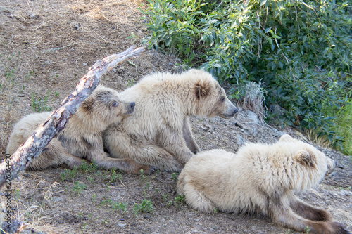 Three bear cubs relax