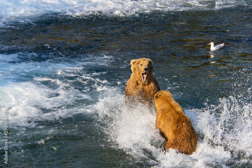 Bears fighting at Katmai National park