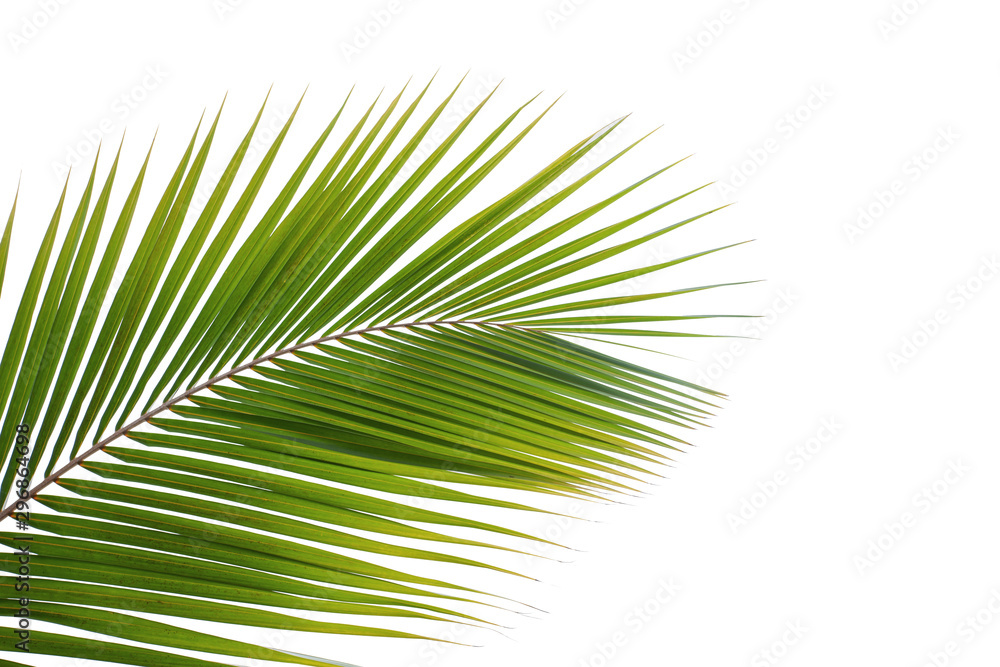 tropical coconut leaf isolated on white background, summer background tropical coconut leaf isolated on white background, summer background