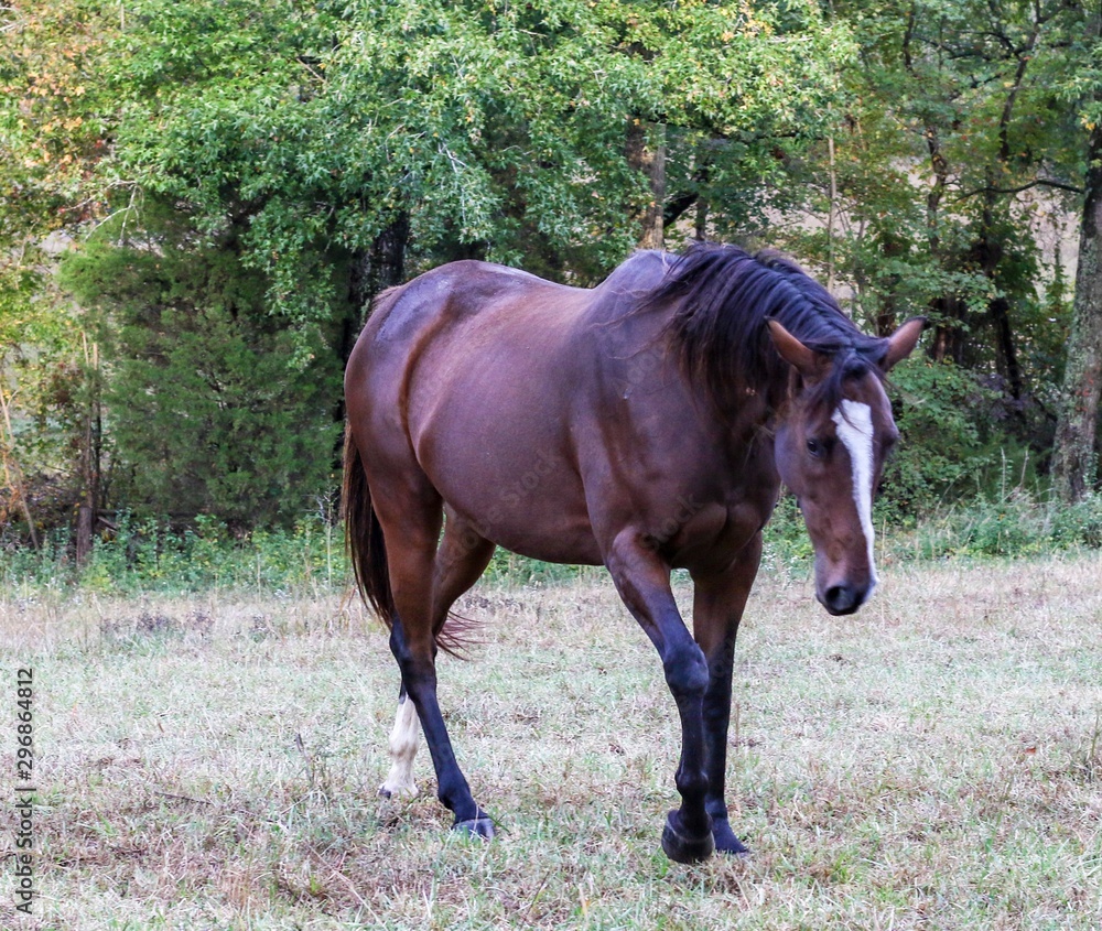 Pretty Bay Thoroughbred Mare galloping happily in her pasture