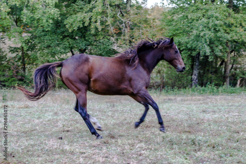 Pretty Bay Thoroughbred Mare galloping happily in her pasture Pretty Bay Thoroughbred Mare galloping happily in her pasture