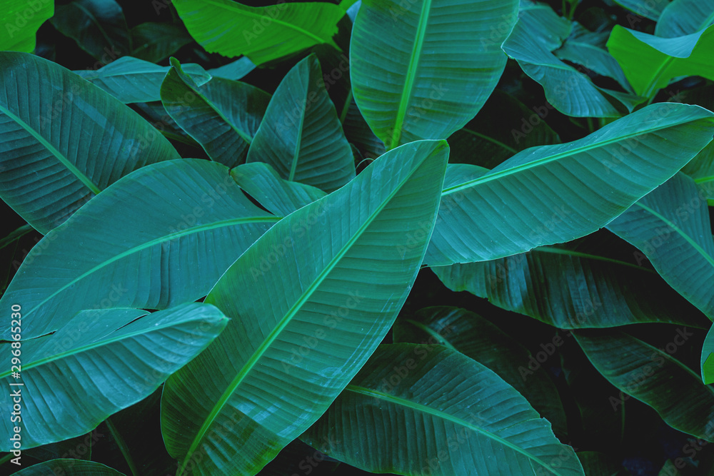 Obraz premium tropical banana leaf texture in garden, abstract green leaf, large palm foliage nature dark green background