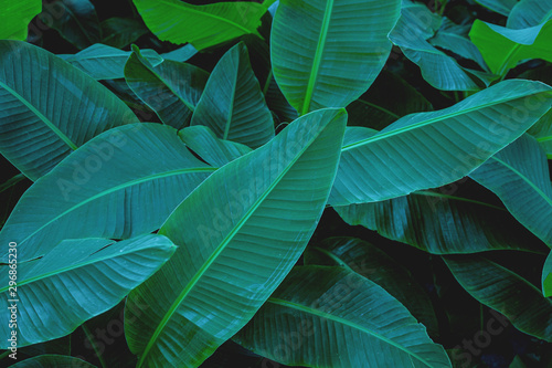 tropical banana leaf texture in garden  abstract green leaf  large palm foliage nature dark green background