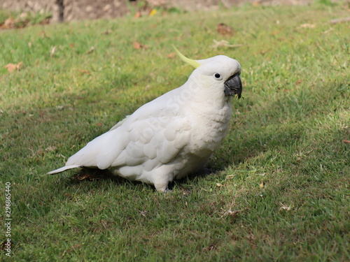 cockatoo in park