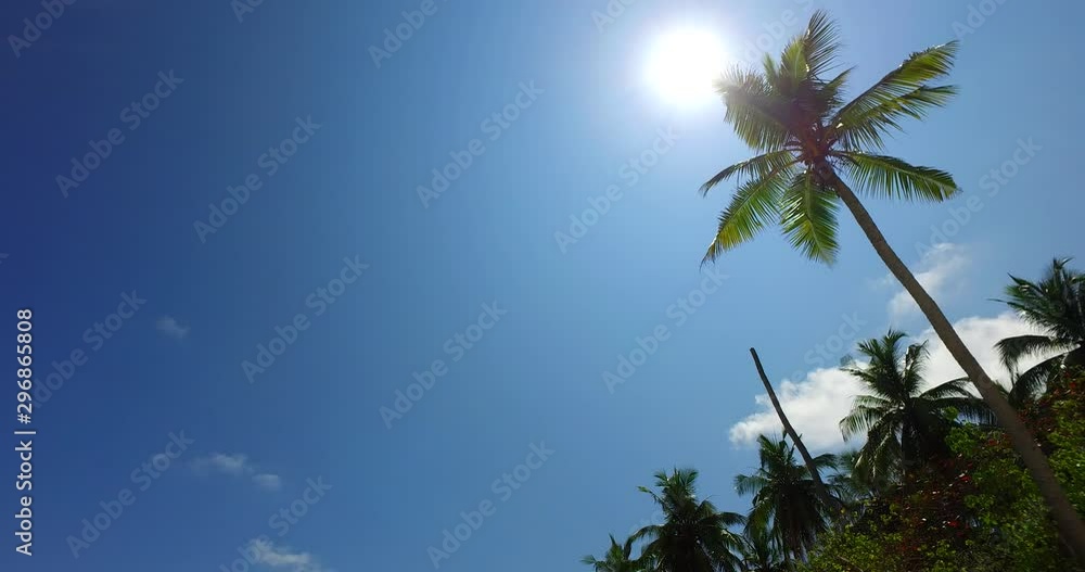 Tilt shot revealing a beach with a palm tree in front of the sun on a tropical island of the Maldives 4K Tilt shot revealing a beach with a palm tree in front of the sun on a tropical island of the Maldives 4K