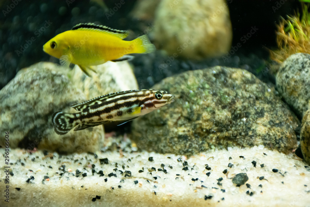 Obraz premium fish in aquarium