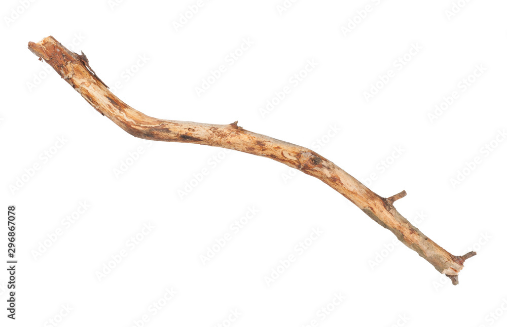 Obraz premium Dry branch isolated on white background
