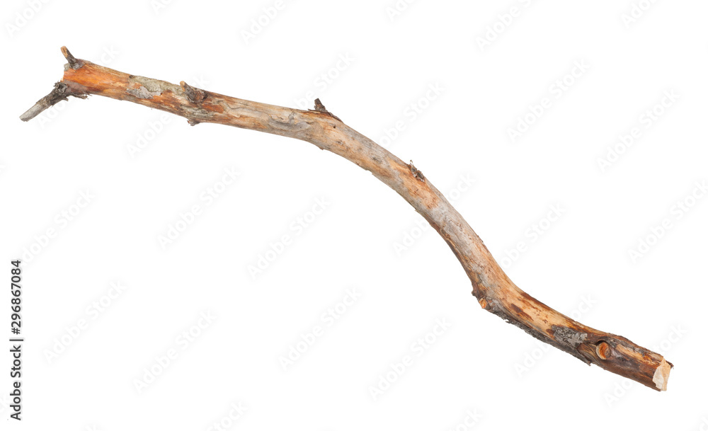 Obraz premium Dry branch isolated on white background