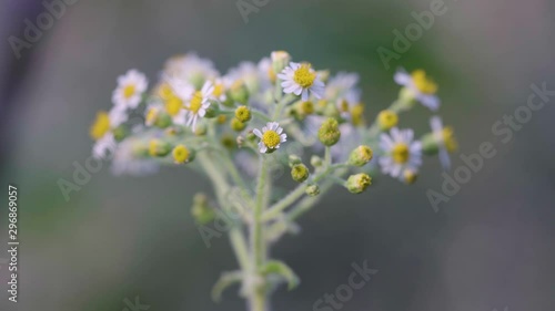 Planta Gonospermum photo