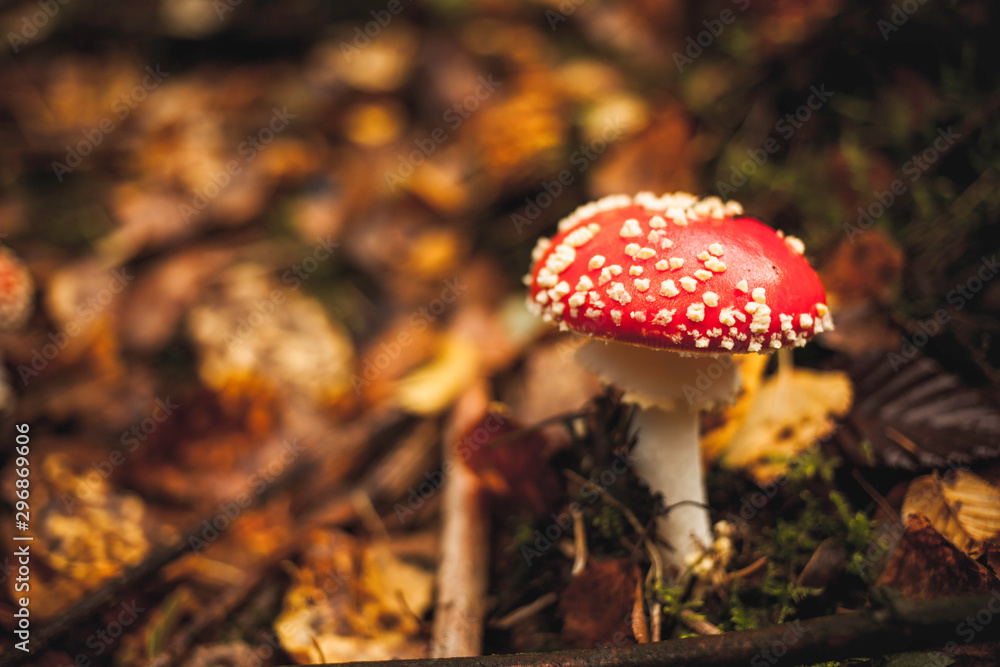 red fly agaric mushroom in the forest red fly agaric mushroom in the forest