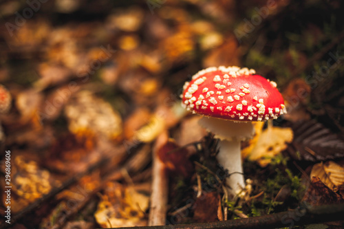 red fly agaric mushroom in the forest