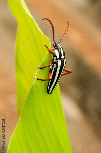 Side View Of Longhorn Beetle photo