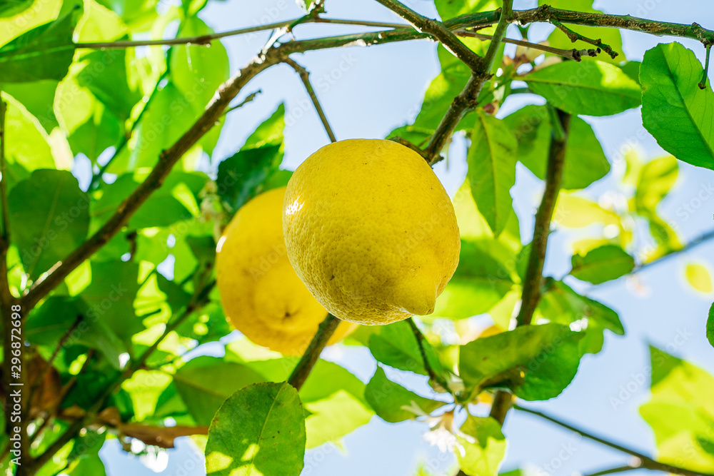 Arbol de limones