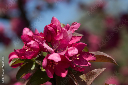 Flowering Crabapple