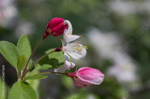 Flowering Crabapple