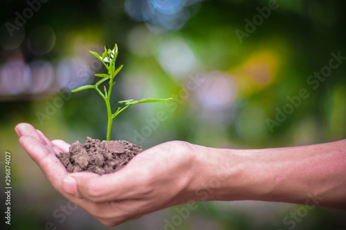A hand holding a tree that is planted in the soil