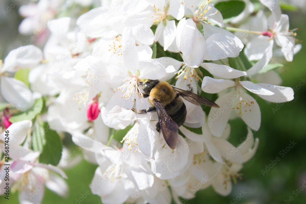 Bee in Flowers Bee in Flowers
