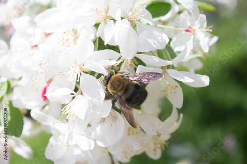 Bee in Flowers