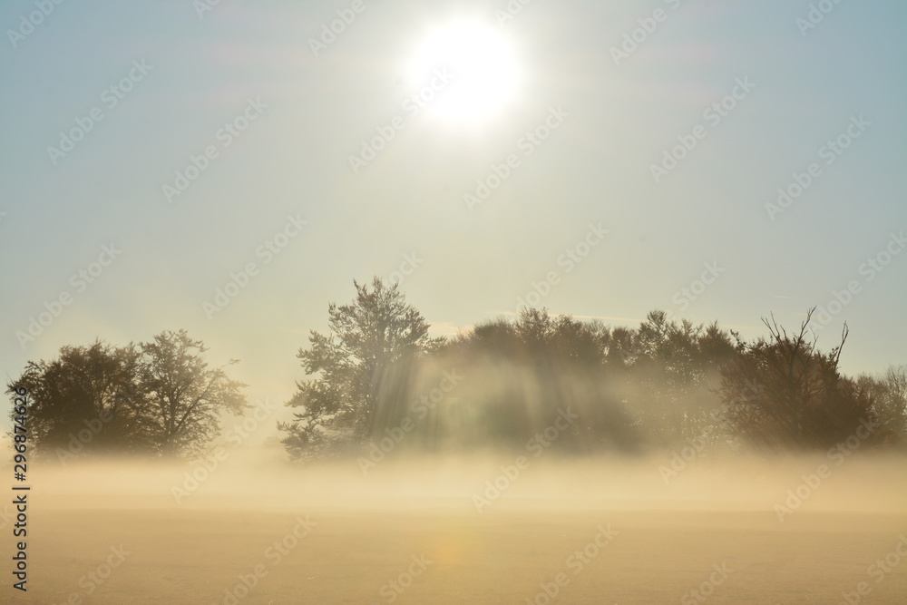 sun and fog on a field with trees sun and fog on a field with trees