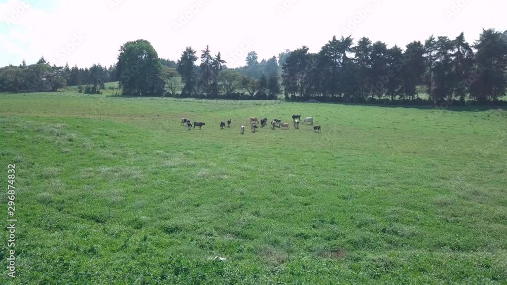 Vacas pastando en pradera de Rancho Mexicano toma aérea Vacas pastando en pradera de Rancho Mexicano toma aérea
