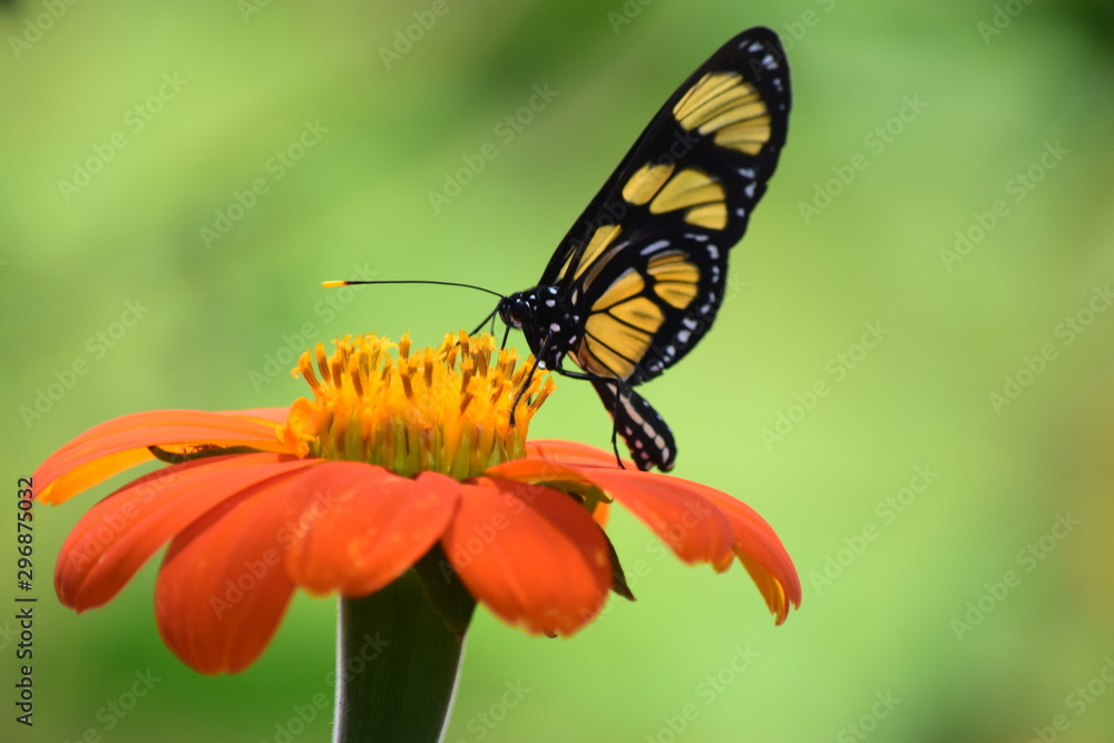 Borboleta Borboleta