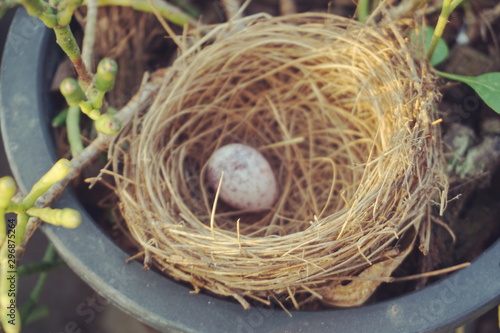 bird nest with egg in the garden