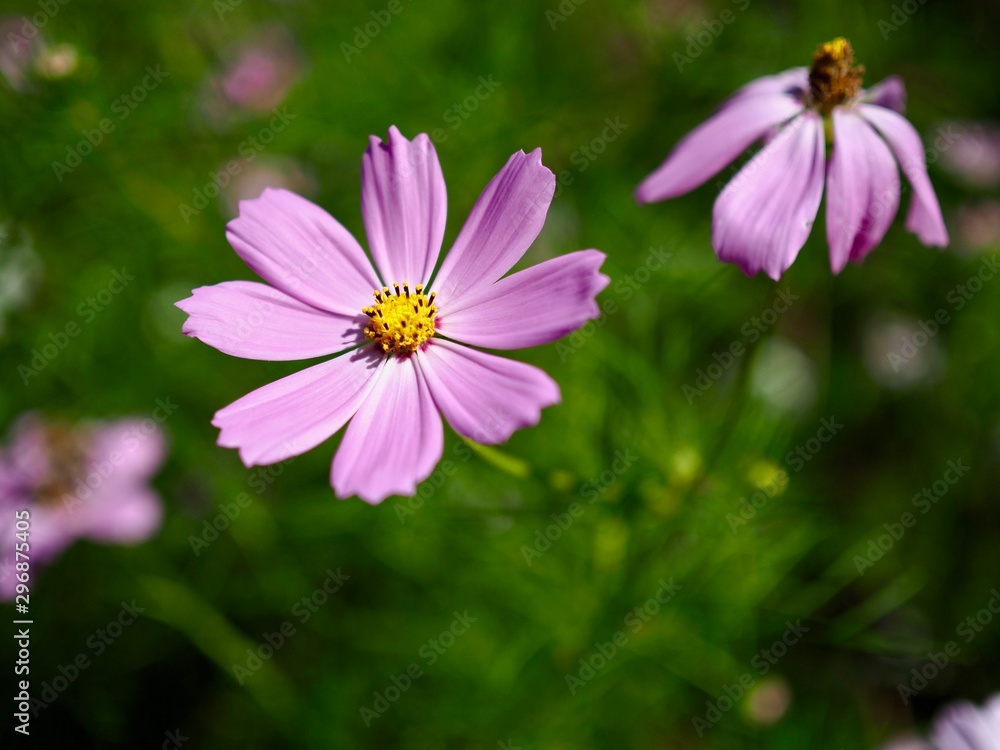 Autumn cosmos flower scenery, Wild flowers Autumn cosmos flower scenery, Wild flowers
