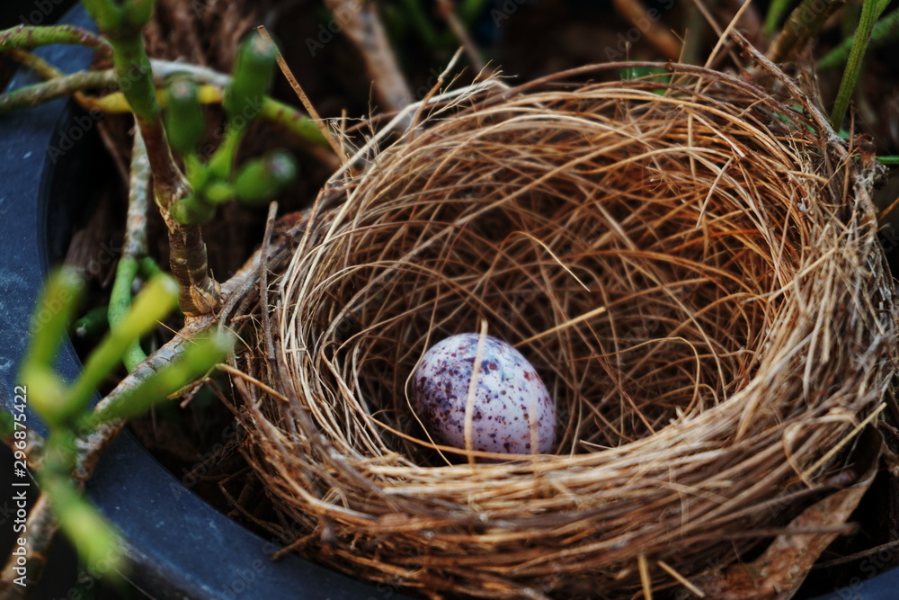 bird nest with egg in the garden bird nest with egg in the garden